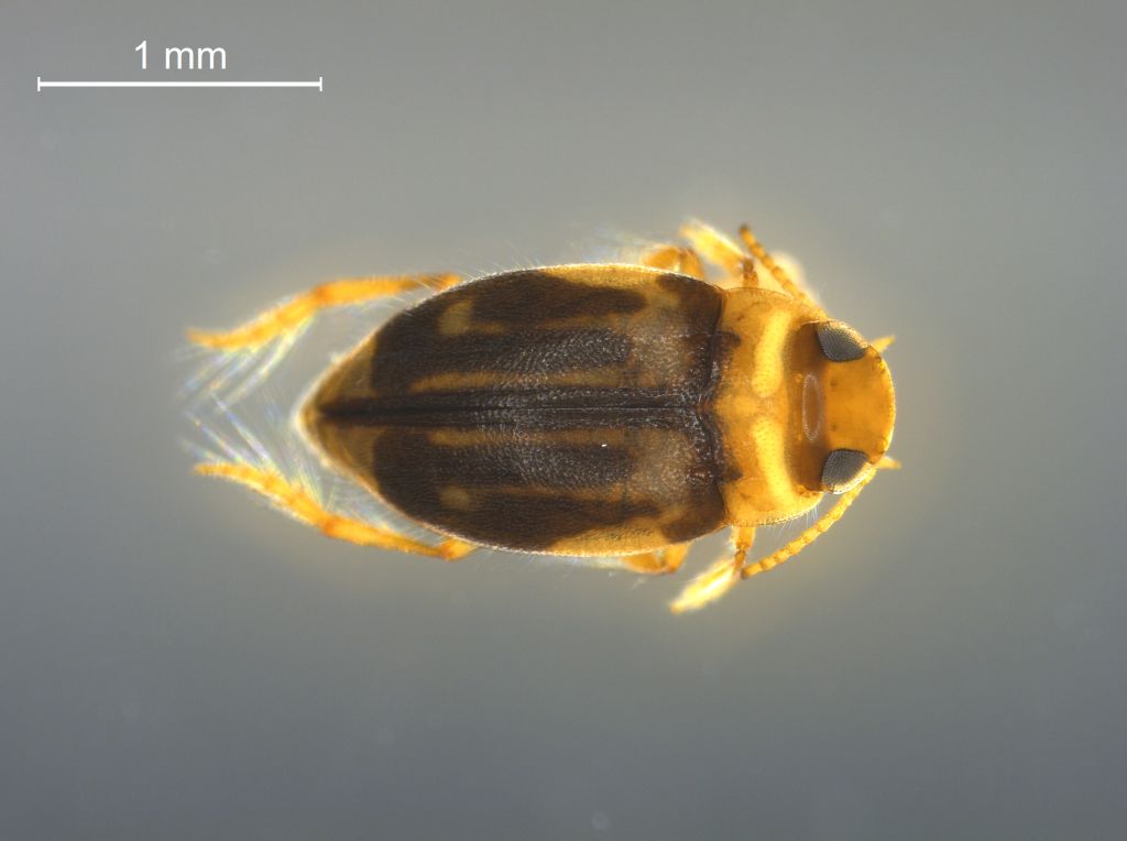 Hydroglyphus hamulatus